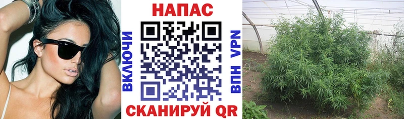 Шишки марихуана план  Ялта 